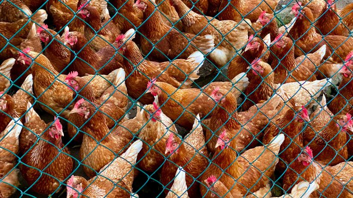 Symbolbild: Hühner hinter einem Zaun auf einem Bauernhof (Quelle: dpa/D.Kerlekin)
