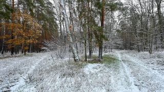 Ein wenig Schnee liegt in einem Wald in Ostbrandenburg. Der Tag begann in Brandenburg mit Schnee. (Quelle: dpa/Patrick Pleul)