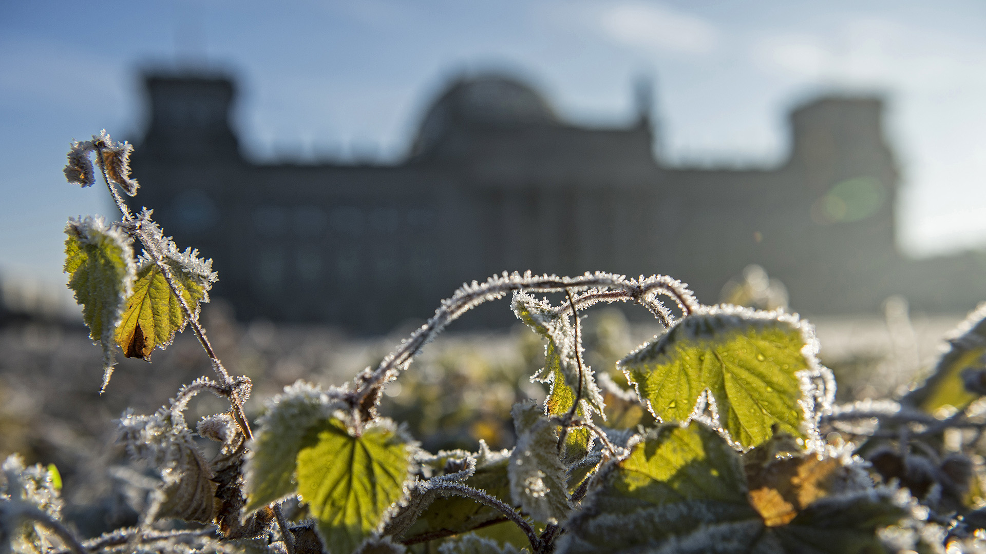 Symbolbild:Mit Reif bedeckte Blätter leuchten am frühen Morgen vor dem Reichstag.(Quelle:dpa/P.Zinken)