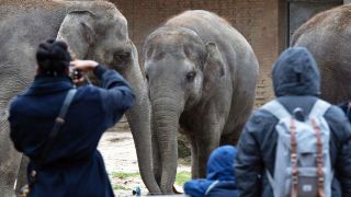 Besucher beobachten im Zoo die Elefanten. Der Berliner Zoo hat an Heiligabend erstmals nach seiner rund fünfwöchigen Schließung wegen eines Vogelgrippefalls seine Pforten wieder geöffnet.(Quelle:dpa/P.Zinken)