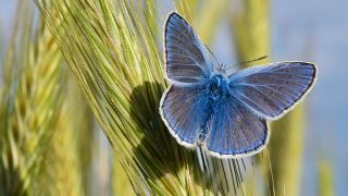 Ein Schmetterling der Art Hauhechel-Bläuling (Polyommatus icarus) sitzt an einem Feldrand auf einer Roggenähre. (Quelle: dpa/Patrick Pleul)