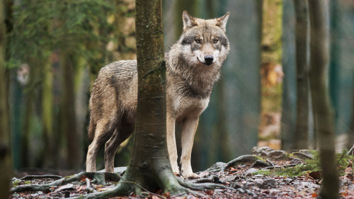 Ein Wolf steht im Tierpark in seinem Gehege. (Quelle: dpa/Klaus-Dietmar Gabbert)