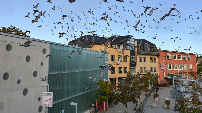 Viele Tauben fliegen am Bahnhofsplatz am Fahrradparkhaus vorbei. (Quelle: dpa/Patrick Pleul)