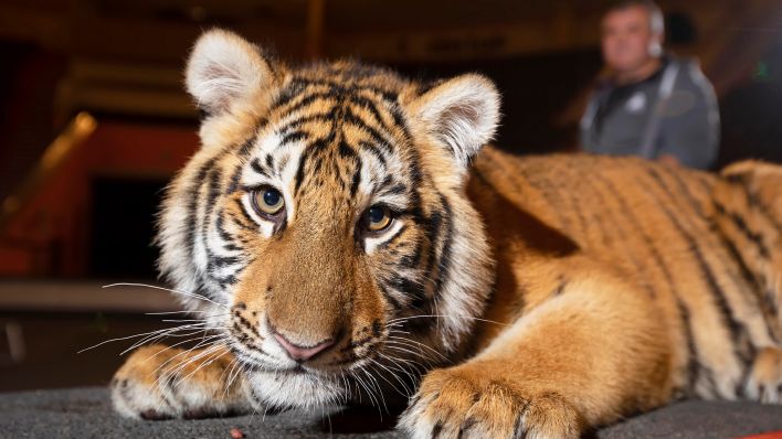 Symbolbild: Ein junger Zirkus-Tiger in der Manege. (Quelle: dpa/L. Sviatlana)