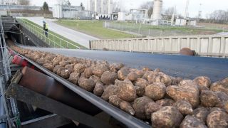 Archivbild: Zuckerrüben werden in der Zuckerfabrik Anklam auf einem Förderband zur Verarbeitung transportiert. (Quelle: dpa/S. Sauer)