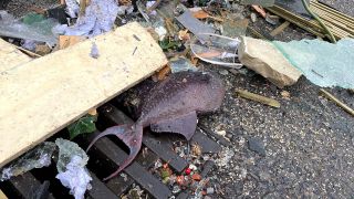 Ein toter Fisch auf der Straße. Bild: rbb/Vanessa Materla
