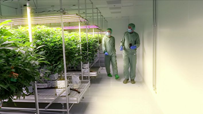 Cannabis wird legal in einem Labor angebaut. (Quelle: rbb)