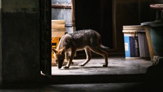 Symbolbild: Der Goldschakal (Canis aureus) ist eine eng mit dem Wolf verwandte Art der Hunde. (Quelle: dpa/Soumyabrata Roy)