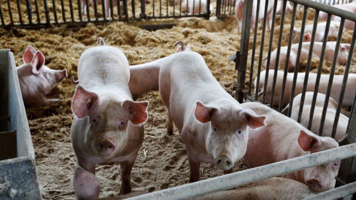 Schweine stehen am 09.11.2022 in einem Stall eines Landwirtschaftsbetriebs bei Finsterwalde in Brandenburg. (Quelle: dpa/Andreas Franke)