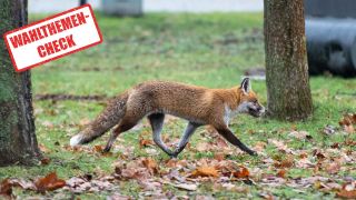 Ein Fuchs läuft am 06.01.2023 durch einen Park im Regierungsviertel. (Quelle: Picture Alliance/Christophe Gateau)