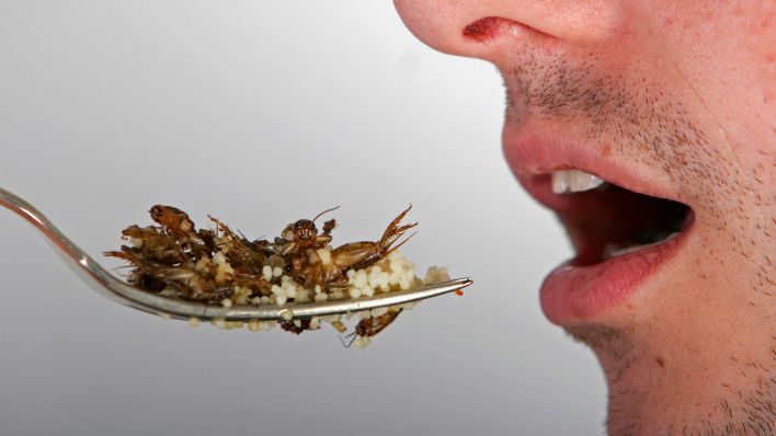 Symbolbild:Ein Löffel mit zubereiteten Grillen neben einem geöffneten Mund einer Person.(Quelle:dpa/AGF-Foto)