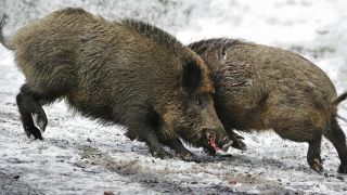 Zwei Wildschweine (Sus scrofa) kämpfen im Winter im Schnee (Quelle: dpa)