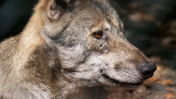 Symbolbild: Europäischer Grauwolf (Quelle: IMAGO/Martin Wagner)