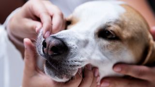 Symbolbild:19.06.2018, Bayern, München: Eine Tierärztin erklärt mit Hund Max die Versorgung bei einem Erste-Hilfe-Kurs für Notfälle bei Haustieren.(Quelle:dpa/S.Hoppe)