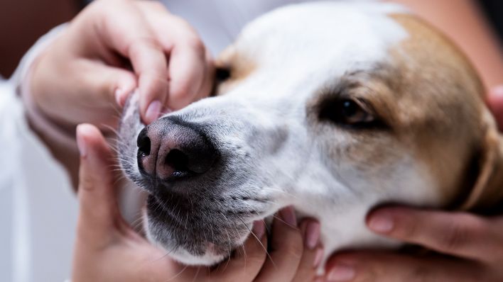 Symbolbild:19.06.2018, Bayern, München: Eine Tierärztin erklärt mit Hund Max die Versorgung bei einem Erste-Hilfe-Kurs für Notfälle bei Haustieren.(Quelle:dpa/S.Hoppe)