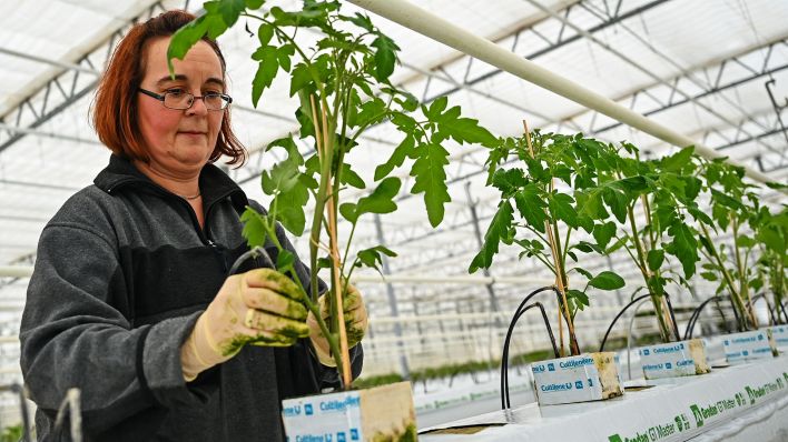 Archivbild:Eine Mitarbeiterin der Fontana Gartenbau GmbH, stellt am 12.01.2021 junge Tomatenpflanzen auf hängende Hochbeete mit Mineralwolle.(Quelle:dpa/P.Pleul)