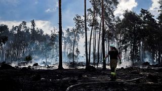 Symbolbild:Ein Feuerwehrmann geht bei einem Waldbrand zwischen verkohlten Bäumen.(Quelle:dpa/J.Woitas)