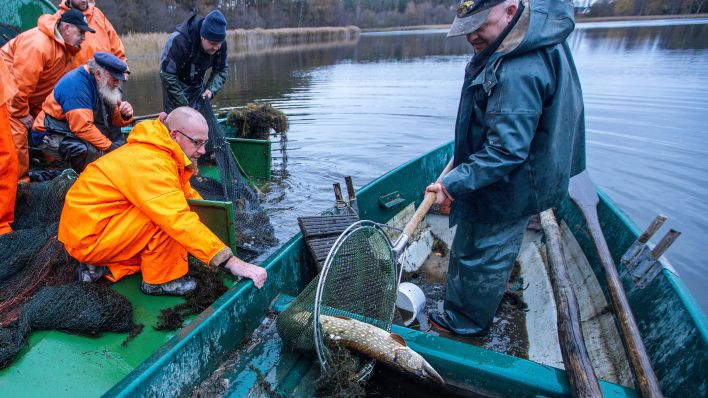 Einen großen Hecht holen die Fischer aus dem Zugnetz auf einem See. (Quelle: dpa/Jens Büttner)