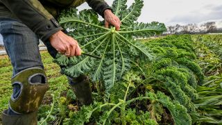 Landwirt erntet auf einem Feld vom Biogemüsebetrieb Grünkohl. (Quelle: dpa/Jens Kalaene)