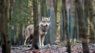 Ein Wolf in Brandenburg (Quelle: dpa/Klaus-Dietmar Gabbert)