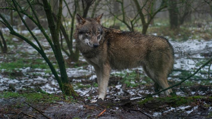 Symbolbild: Ein Wolf im Wildpark Schorfheide (Bild: imago images/Volker Hohlfeld)