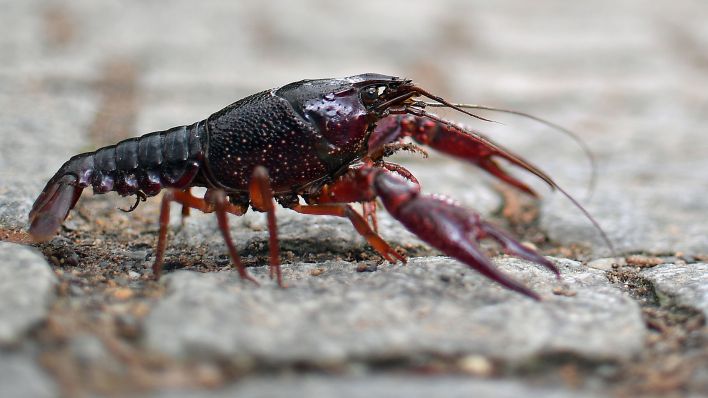 Ein roter amerikanischer Sumpfkrebs (Procambarus clarkii) krabbelt durch den Berliner Tiergarten. (Quelle: dpa/Britta Pedersen)