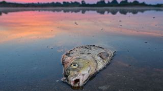Ein toter Fisch liegt am frühen Morgen im flachen Wasser vom deutsch-polnischen Grenzfluss Oder. (Quelle: dpa/Patrick Pleul)