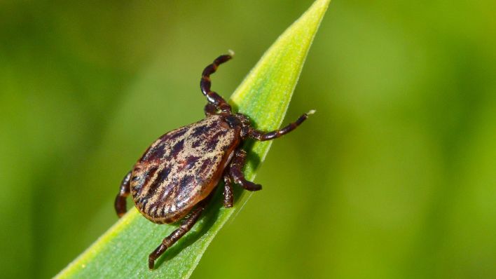 Eine Auwaldzecke ist auf einem Blatt in einem Garten in Sieversdorf (Brandenburg) zu sehen. (Quelle: dpa/Patrick Pleul)