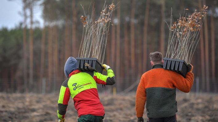 Symbolbild: Auszubildende zum Forstwirt vom Landesbetrieb Forst Brandenburg tragen junge Bäume über die Fläche eines verbrannten Kiefernwaldes. (Quelle: dpa/P. Pleul)