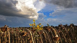 Symbolbild:Feld mit vertrockneten Sonnenblumen und Stromleitungen und auftürmenden Gewitterwolken bei Berlin.(Quelle:dpa/W.Kumm)