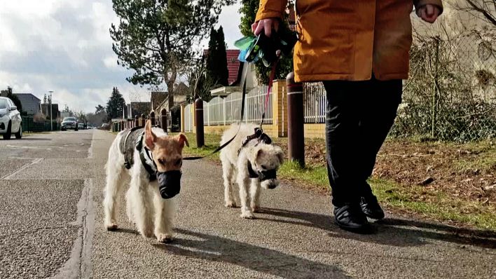 Die zwei kleinen Hunde mit Beißschutz beim Spaziergang an der Leine.(Quelle:rbb)