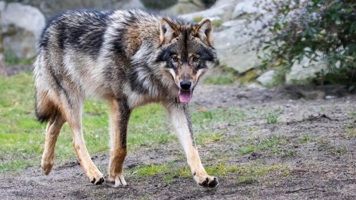 Europäischer Wolf.(Quelle:Marc Scharping/Zoo Berlin)