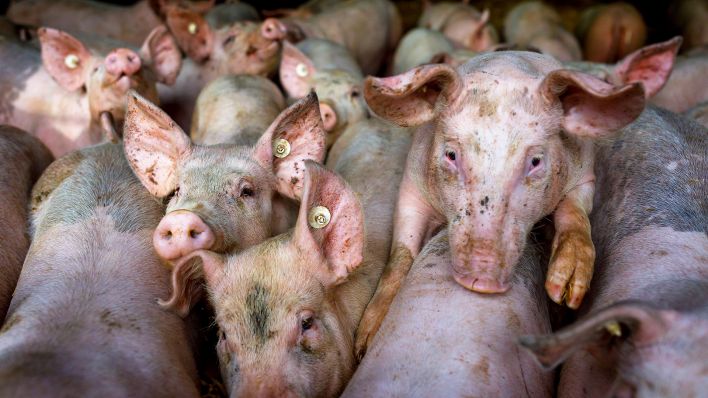 Symbolfoto: Schweine stehen in einem Stall eines Landwirtschaftsbetriebs (Quelle: dpa/Andreas Franke)