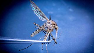 Mit einer Pinzette wird eine Große Ringelmücke für eine Untersuchung im Labor für Stechmücken-Monitoring unter einem Mikroskop gehalten. (Foto: dpa)
