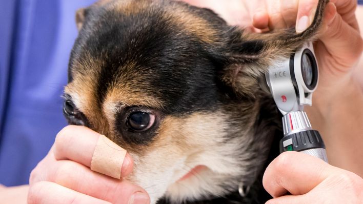 Symbolbild: Eine Tierärztin untersucht die Ohren eines Hundes (Quelle: dpa/Florian Schuh)