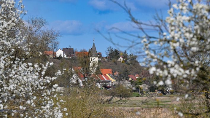 Weiß blühen Kirschpflaumen (Prunus cerasifera) am Odervorland nahe dem deutsch-polnischen Grenzfluss (Oder) mit der Kirche von Lebus im Hintergrund. (Quelle: dpa/Patrick Pleul)