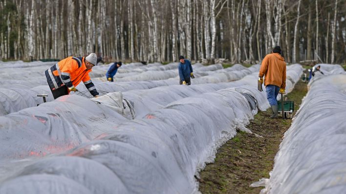 Rumänische Erntehelfer ernten Spargel auf auf einem mit Folie abgedeckten Feld vom Spargelhof Kremmen. (Quelle: dpa/Patrick Pleul)