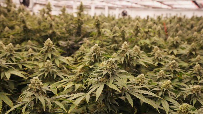 Symbolbild: Cannabis-Anbau in einem Gewächshaus. (Quelle: dpa/B. Greenblatt) Symbolbild: Cannabis-Anbau in einem Gewächshaus. (Quelle: dpa/B. Greenblatt)