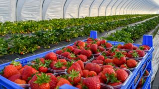 Frisch gepflückte Erdbeeren liegen in Schälchen in einem Folienzelt des Obstbauern Herzberg in Pagram, einem Ortsteil von Frankfurt (Oder). (Quelle: Patrick Pleul/dpa)
