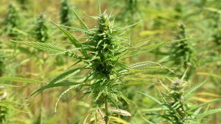 Symbolbild: Cannabis-Pflanzen auf einer Plantage. (Quelle: dpa/P. Svancara)