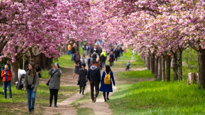 Zahlreiche Besucher gehen durch die Kirschblütenallee. Am ehemaligen Mauerweg an der Grenze von Berlin und Teltow stehen zur Zeit hunderte Kirschbäume in voller Blüte. (Quelle: dpa/Monika Skolimowska)