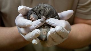 Ein Kurzschnabeligelbaby liegt in den Händen eines Tierpflegers.