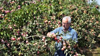 Thomas Bröcker, Fachmann für Obstanbau beim Gartenbauverband Brandenburg, steht auf einer seiner Plantagen in Markendorf zwischen Bäumen, an denen Äpfel der Sorte „Piros“ wachsen. (Foto: dpa)