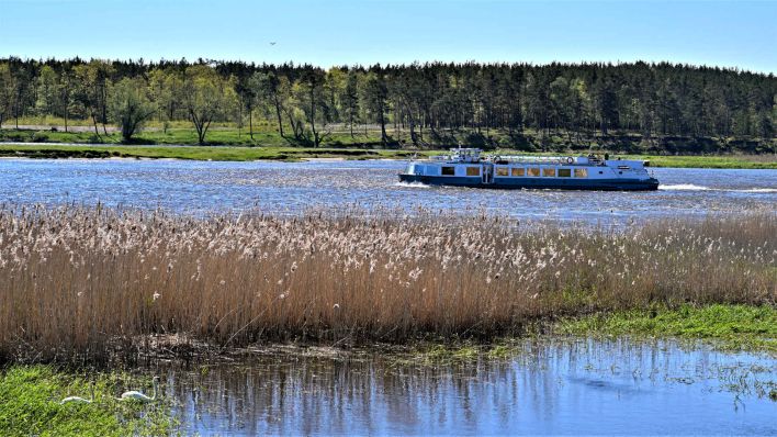 Archiv: Ein Ausflugsschiff ist stromabwärts auf dem Fluss Oder im Nationalpark Unteres Odertal unterwegs. (Foto: dpa)