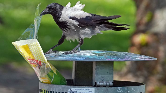 Symbolbild:Eine Nebelkrähe steht auf einem Mülleimer aus Metall und sucht in einer Plastiktüte mit der kyrillischen Aufschrift „Schitnitza“ nach Fressbarem.(Quelle:dpa/S.Stache)