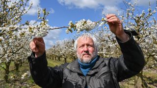 Thomas Bröcker, Geschäftsführer des Obstbaubetriebes Apfelgalerie, prüft die Entwicklung der Süßkirschblüten am 23.04.2021 auf einer Plantage.(Quelle:dpa/P.Pleul)