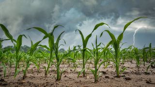 Symbolfoto:Junger Maisbestand auf einem trockenen Feld, im Hintergrund anbahnendes Gewitter.(Quelle:imago images)