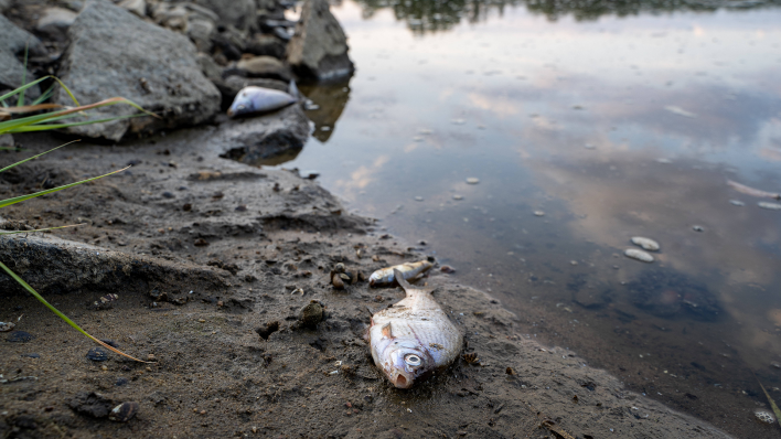 Tote Fische in der Oder (IMAGO/NewsLubuski)