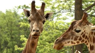 zwei Giraffen im Tiergarten Berlin