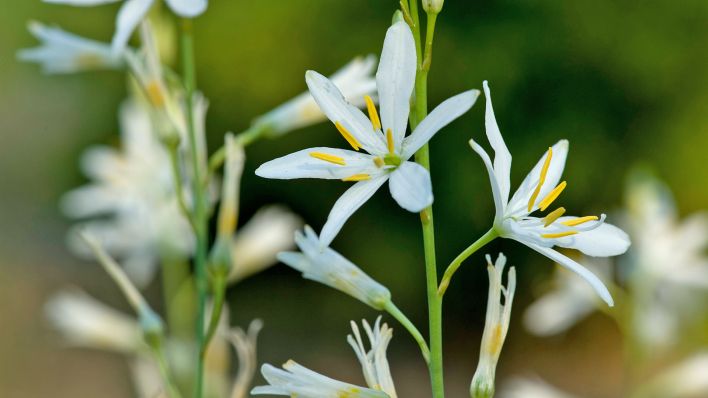 Anthericum liliago,Astlose Graslilie,St Bernard's lily (Quelle: dpa/Hippocampus-Bildarchiv/Frank Teigler)